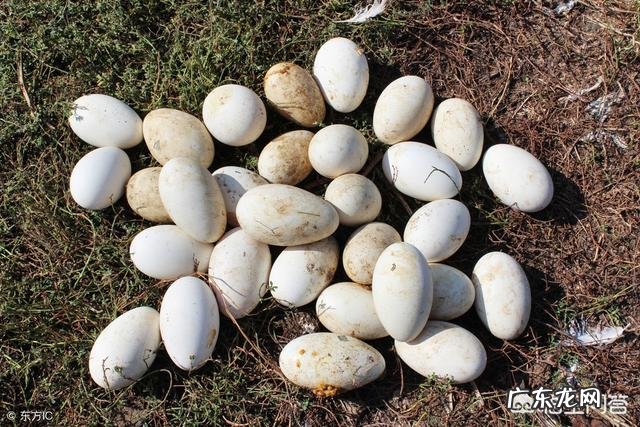 鹅蛋怎么做好吃?孕妇能吃吗?