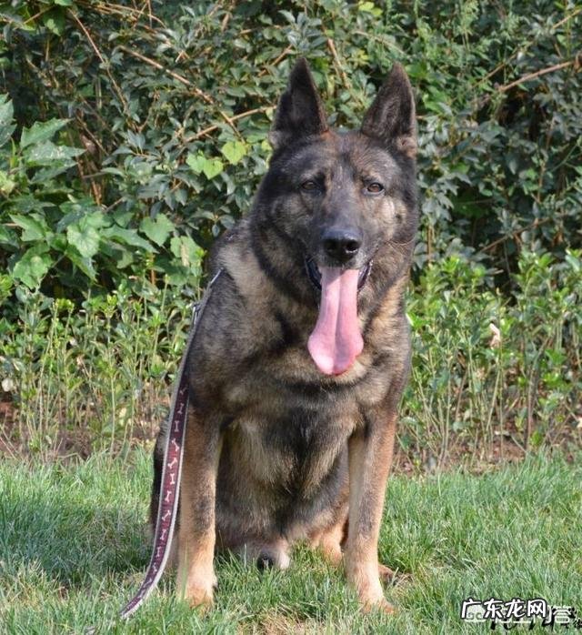 养罗威纳好还是卡斯罗或者杜宾好，这三只狗哪只最危险？