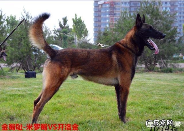 养罗威纳好还是卡斯罗或者杜宾好，这三只狗哪只最危险？