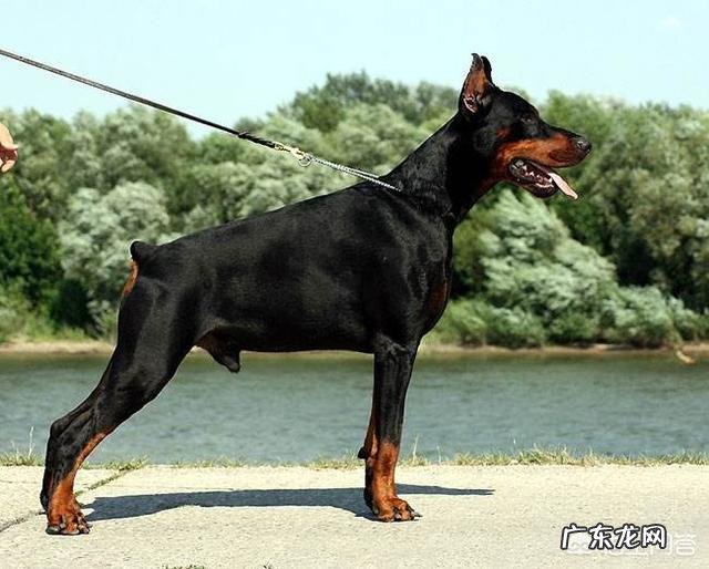 养罗威纳好还是卡斯罗或者杜宾好,这三只狗哪只最危险?