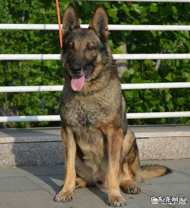 养罗威纳好还是卡斯罗或者杜宾好，这三只狗哪只最危险？