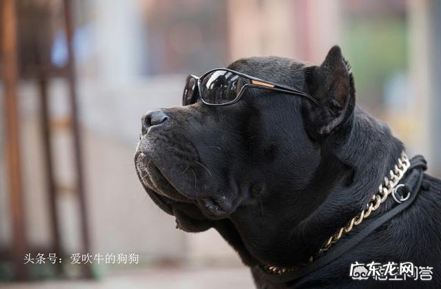 养罗威纳好还是卡斯罗或者杜宾好,这三只狗哪只最危险?