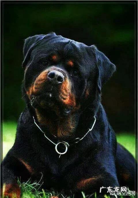 养罗威纳好还是卡斯罗或者杜宾好,这三只狗哪只最危险?
