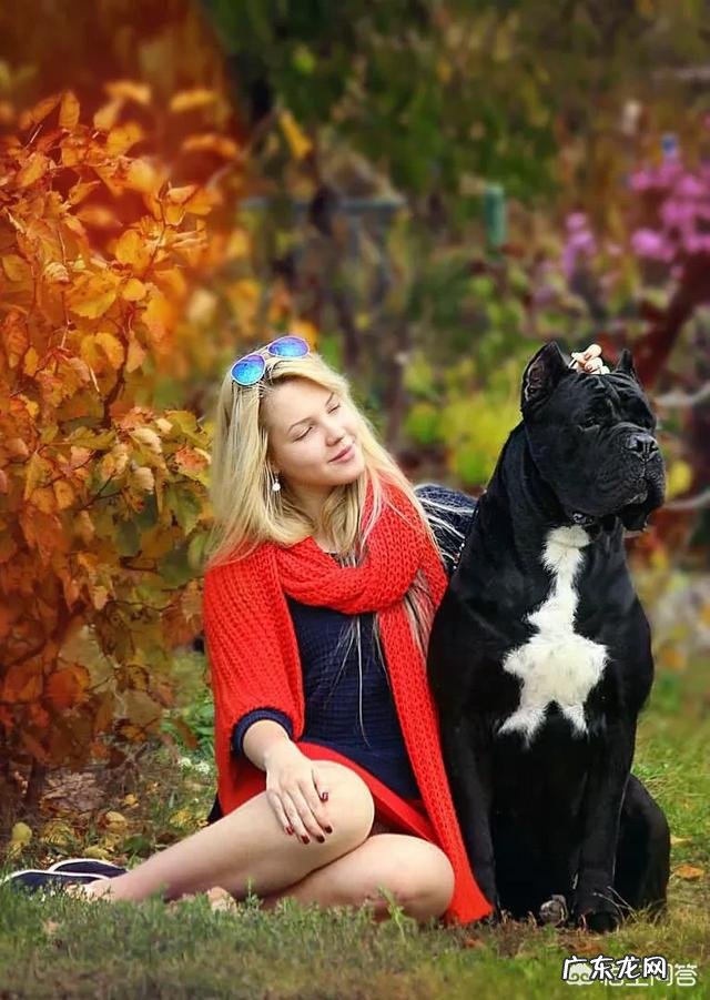 养罗威纳好还是卡斯罗或者杜宾好,这三只狗哪只最危险?