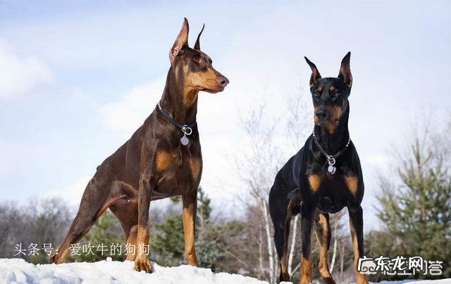 养罗威纳好还是卡斯罗或者杜宾好,这三只狗哪只最危险?