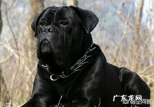 养罗威纳好还是卡斯罗或者杜宾好，这三只狗哪只最危险？