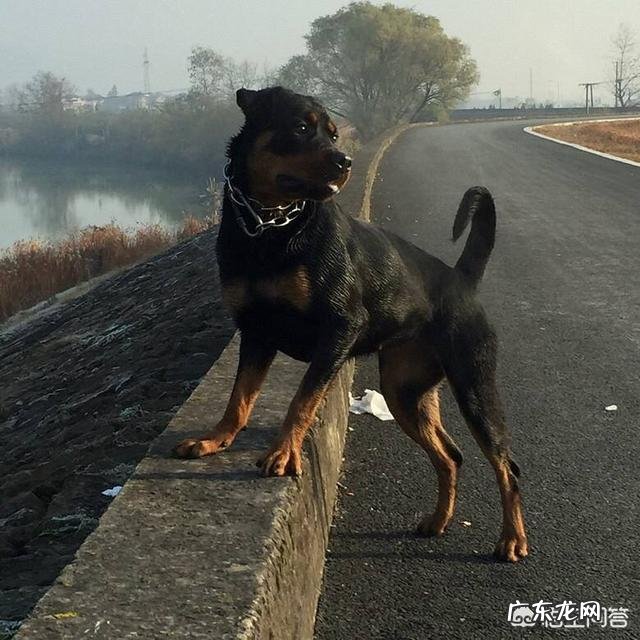 养罗威纳好还是卡斯罗或者杜宾好，这三只狗哪只最危险？