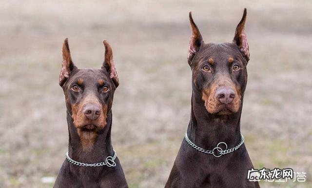 养罗威纳好还是卡斯罗或者杜宾好，这三只狗哪只最危险？