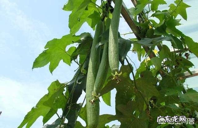 乳腺增生有哪些食疗方法?