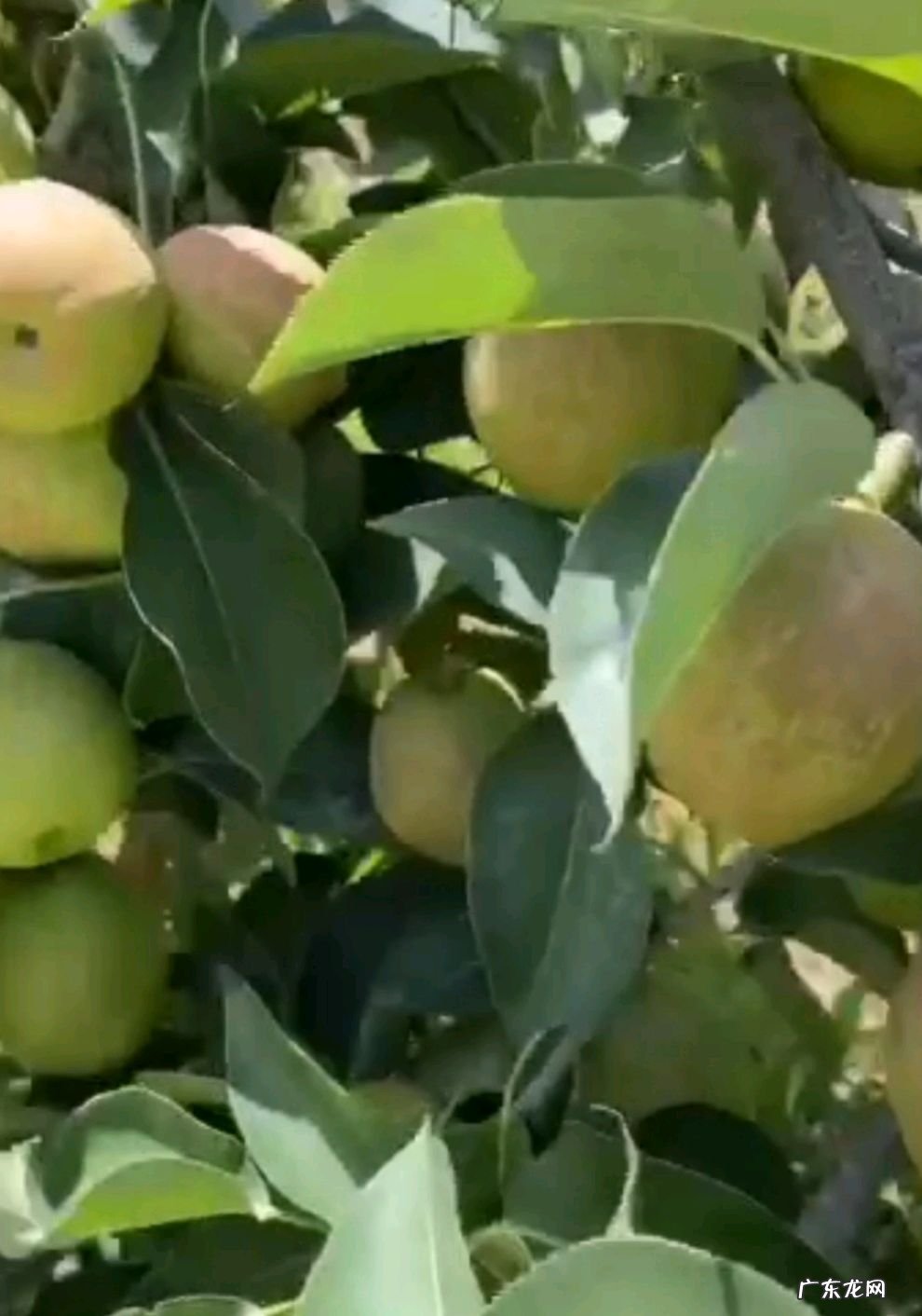 香梨产地是哪里 香梨产地在哪里