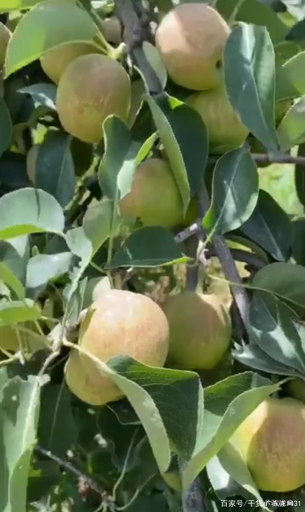 香梨产地是哪里 香梨产地在哪里