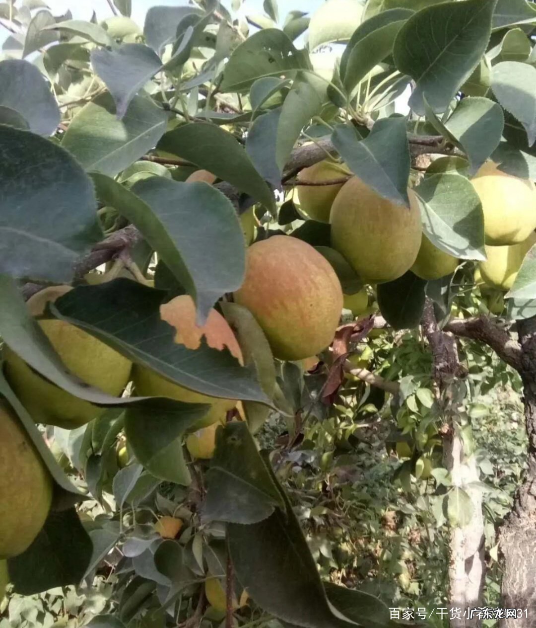 香梨产地是哪里 香梨产地在哪里