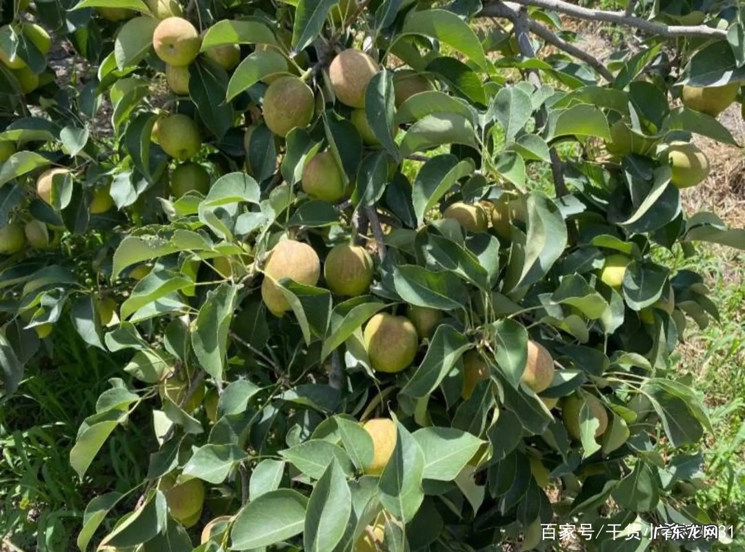 香梨产地是哪里 香梨产地在哪里