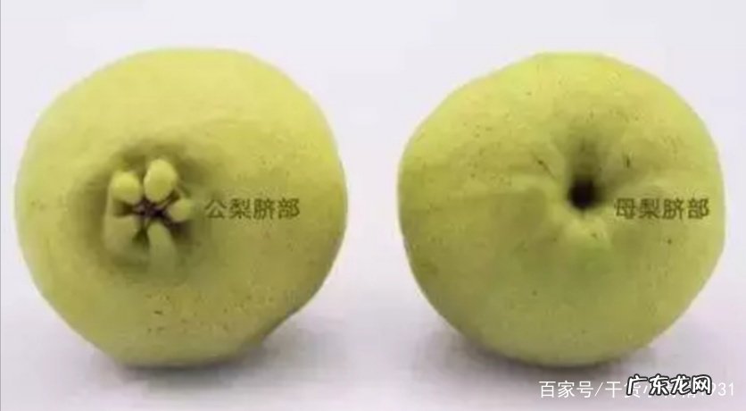 香梨产地是哪里 香梨产地在哪里