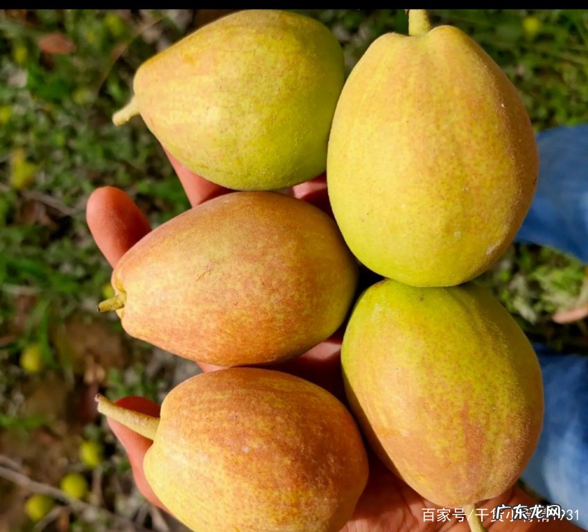 香梨产地是哪里 香梨产地在哪里