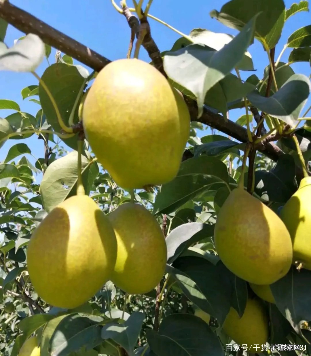 香梨产地是哪里 香梨产地在哪里
