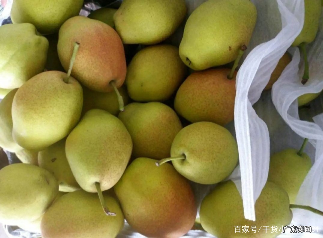 香梨产地是哪里 香梨产地在哪里