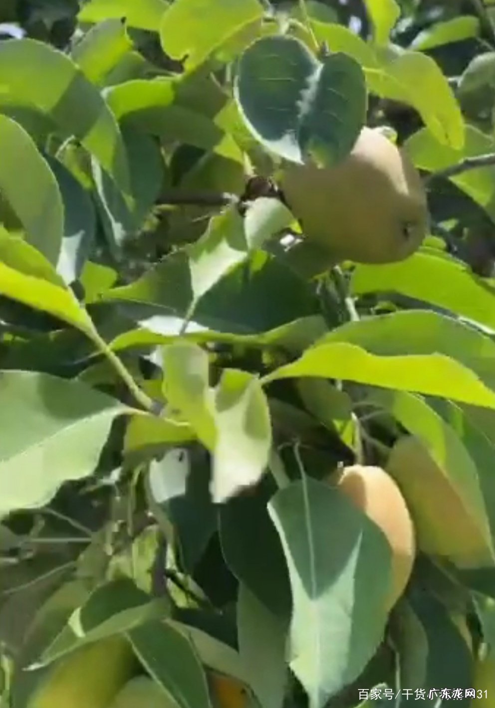 香梨产地是哪里 香梨产地在哪里