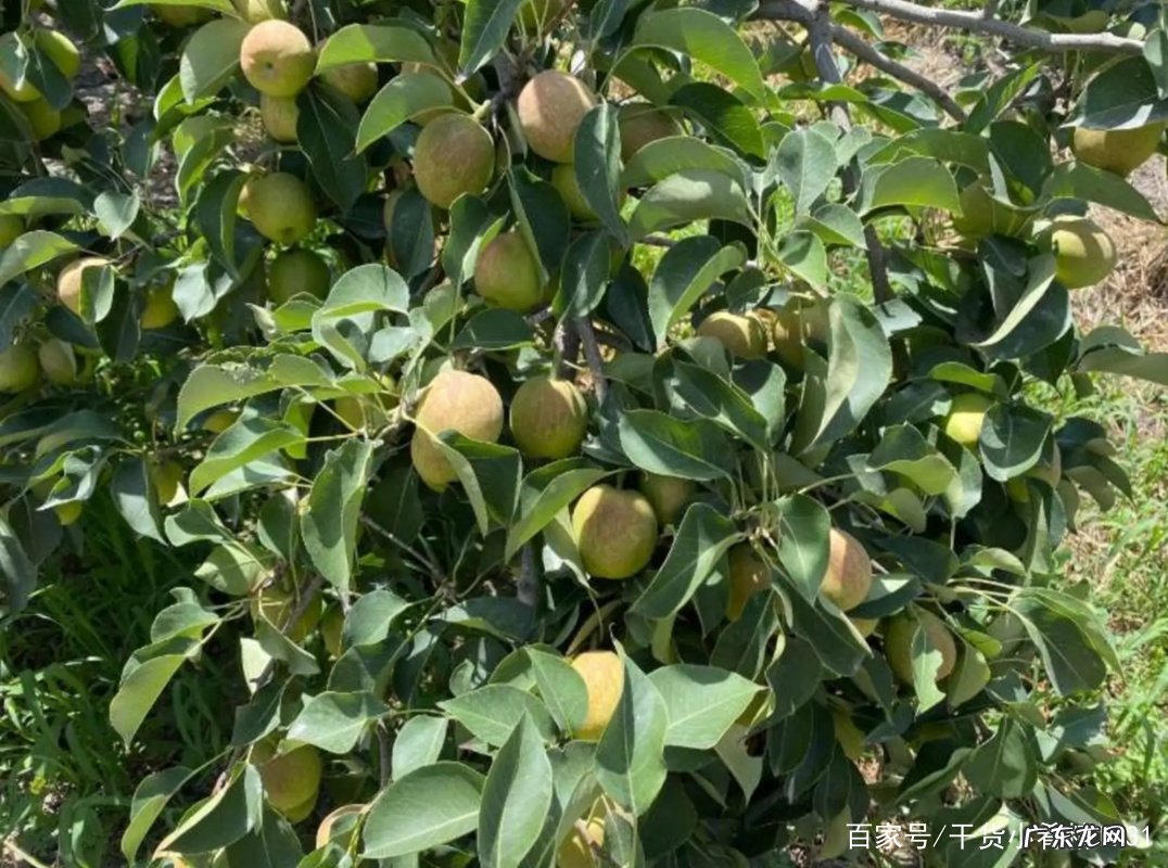 香梨产地是哪里 香梨产地在哪里