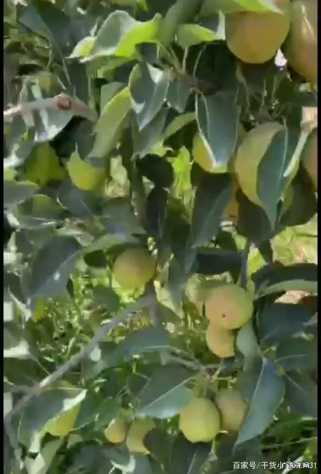 香梨产地是哪里 香梨产地在哪里