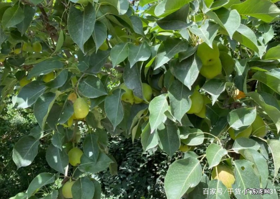 香梨产地是哪里 香梨产地在哪里