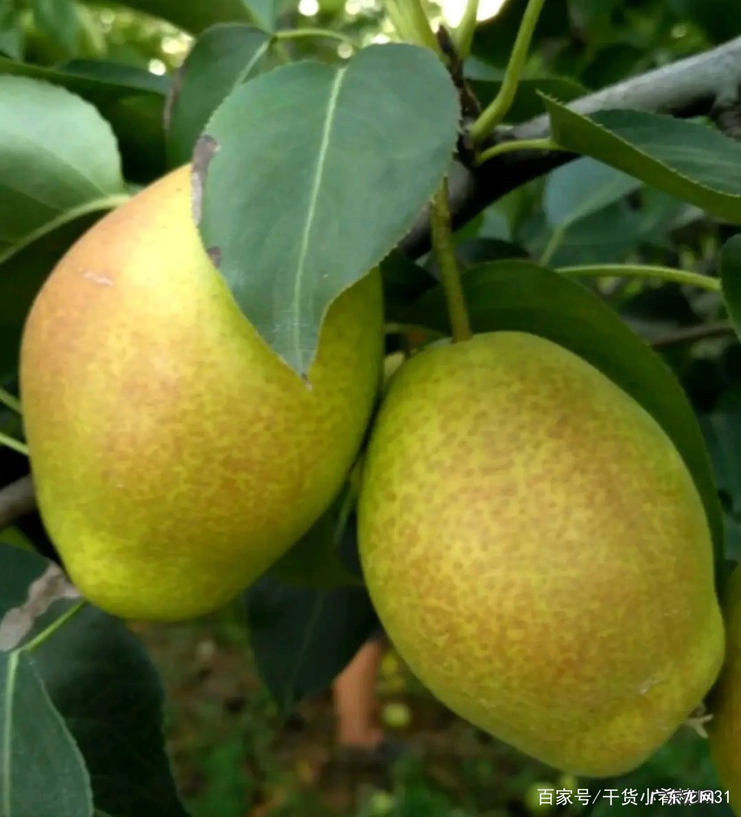 香梨产地是哪里 香梨产地在哪里