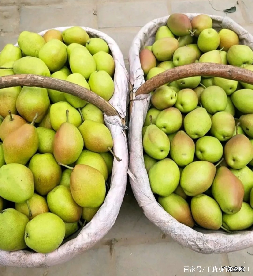 香梨产地是哪里 香梨产地在哪里
