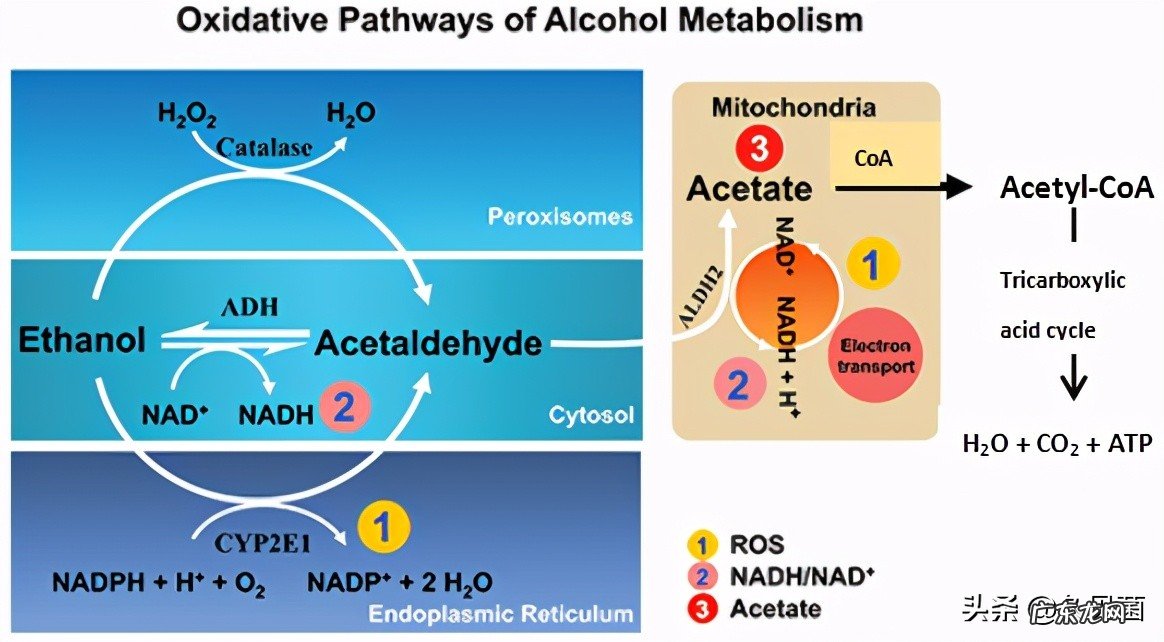吃菠萝体液会变甜 吃菠萝女生水会变甜吗