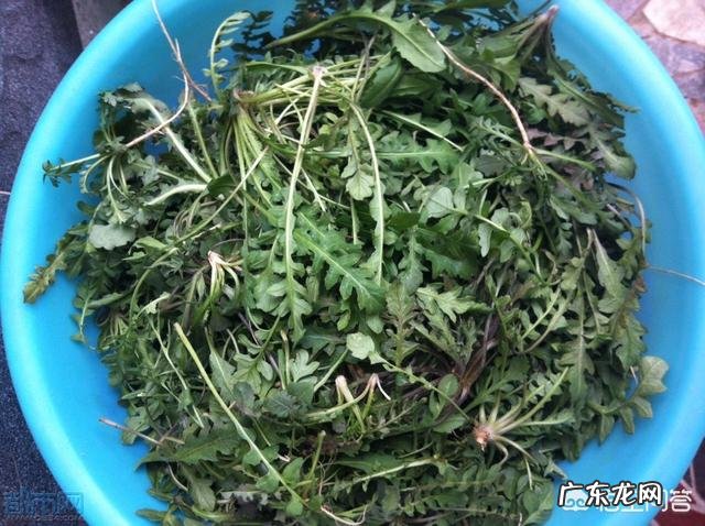 野菜种植赚钱吗?哪种野菜更受人欢迎呢?