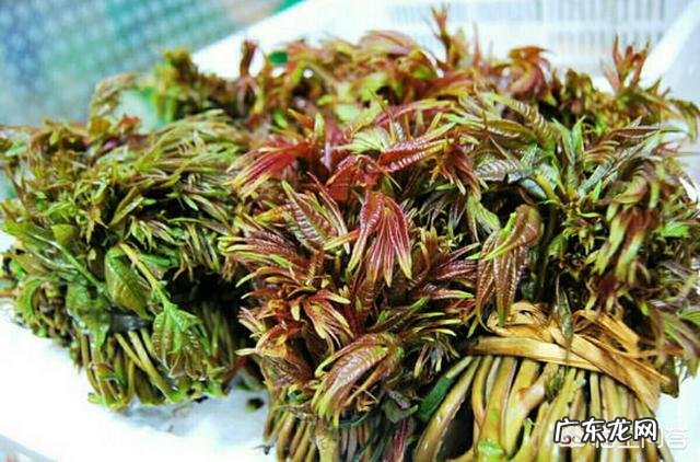 野菜种植赚钱吗?哪种野菜更受人欢迎呢?