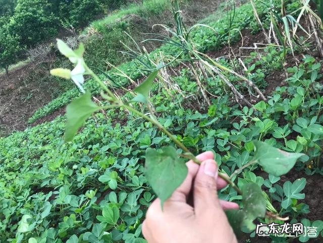 野菜种植赚钱吗?哪种野菜更受人欢迎呢?