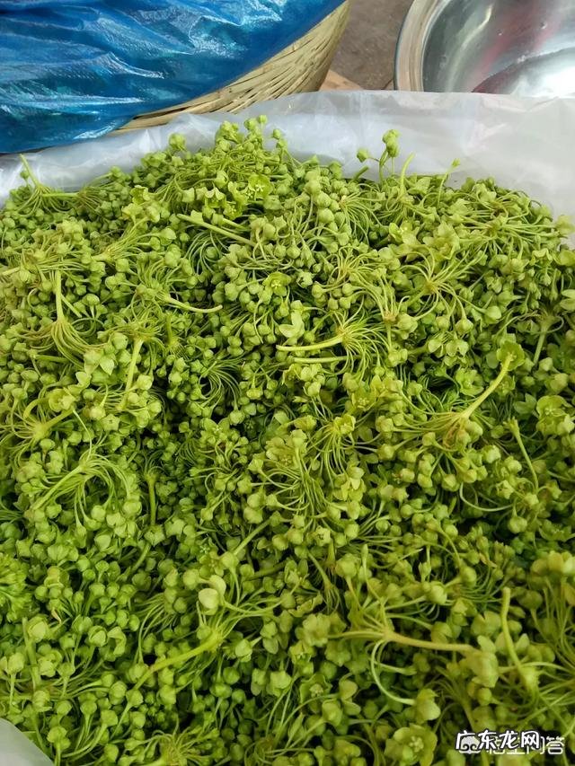 野菜种植赚钱吗?哪种野菜更受人欢迎呢?