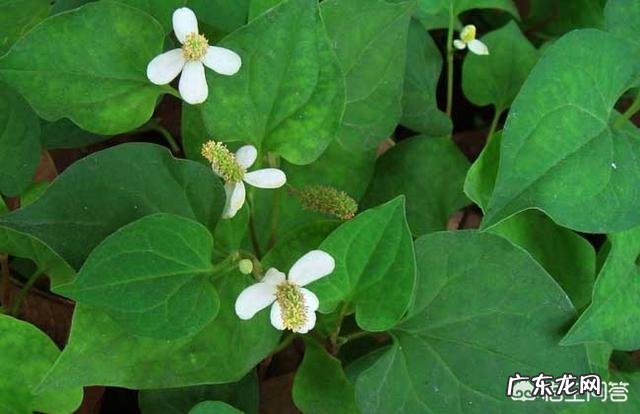 野菜种植赚钱吗?哪种野菜更受人欢迎呢?