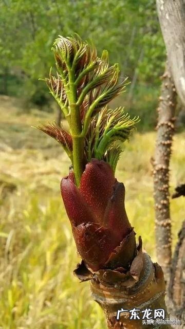 野菜种植赚钱吗?哪种野菜更受人欢迎呢?