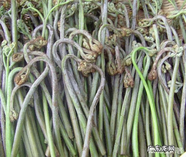 野菜种植赚钱吗?哪种野菜更受人欢迎呢?