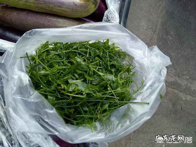 野菜种植赚钱吗?哪种野菜更受人欢迎呢?