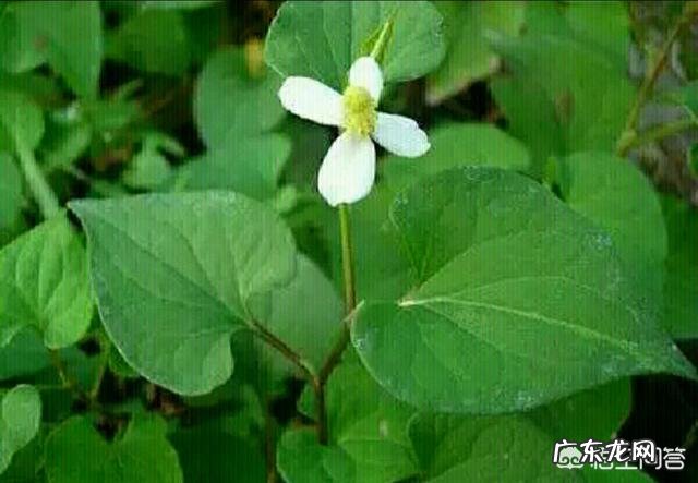 野菜种植赚钱吗?哪种野菜更受人欢迎呢?