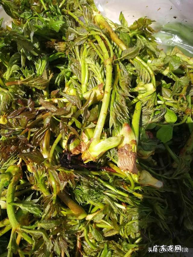 野菜种植赚钱吗?哪种野菜更受人欢迎呢?