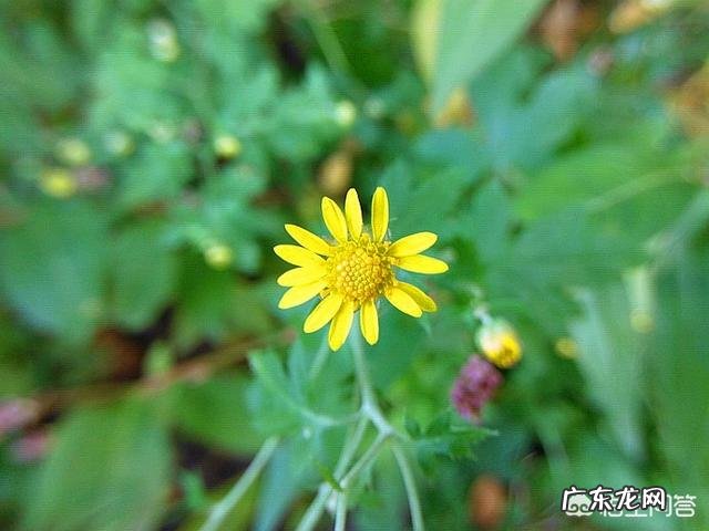 野菜种植赚钱吗?哪种野菜更受人欢迎呢?