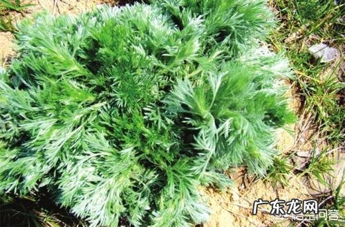 野菜种植赚钱吗?哪种野菜更受人欢迎呢?