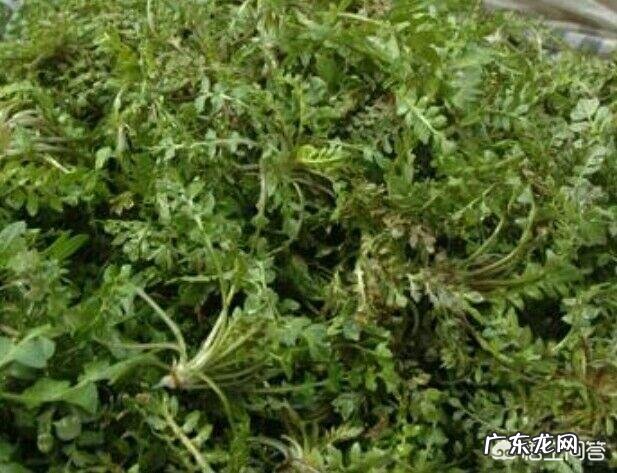 野菜种植赚钱吗?哪种野菜更受人欢迎呢?