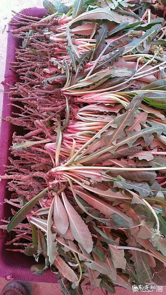 野菜种植赚钱吗?哪种野菜更受人欢迎呢?