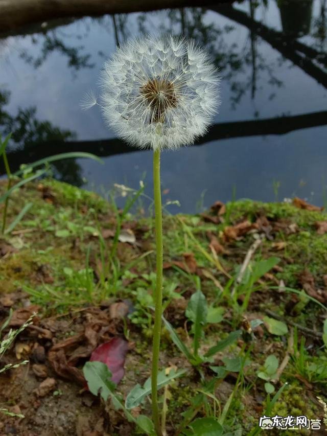 野菜种植赚钱吗?哪种野菜更受人欢迎呢?