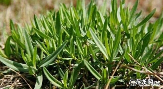 野菜种植赚钱吗?哪种野菜更受人欢迎呢?