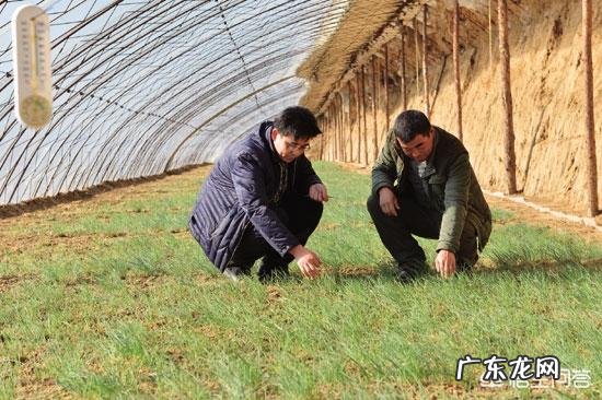 野菜种植赚钱吗?哪种野菜更受人欢迎呢?