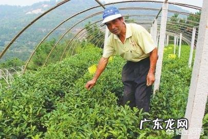 野菜种植赚钱吗?哪种野菜更受人欢迎呢?