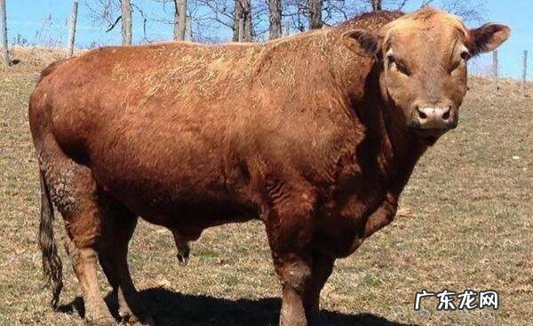 全球十种最奇怪的杂交动物，你知道几个？