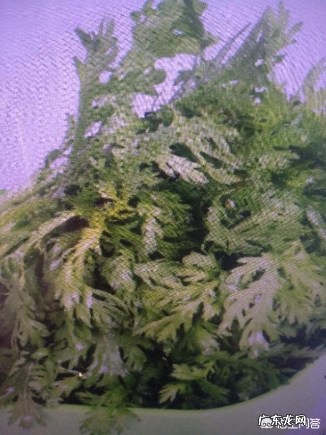 茼蒿被称为“皇帝菜”,有什么历史缘故吗?茼蒿有哪些好的吃法?