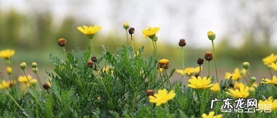 茼蒿被称为“皇帝菜”,有什么历史缘故吗?茼蒿有哪些好的吃法?