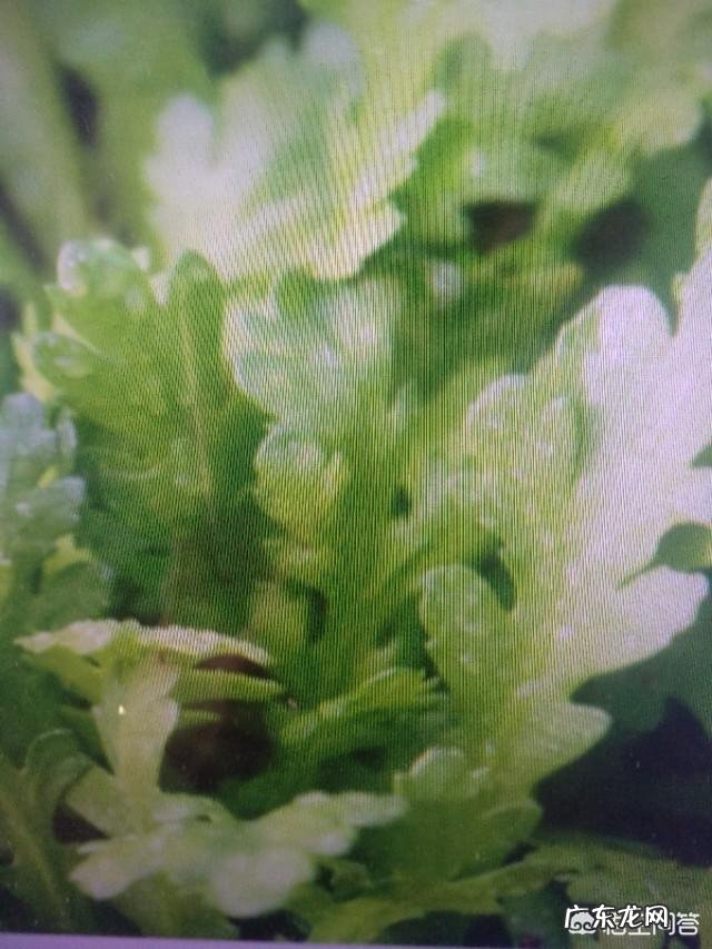 茼蒿被称为“皇帝菜”,有什么历史缘故吗?茼蒿有哪些好的吃法?